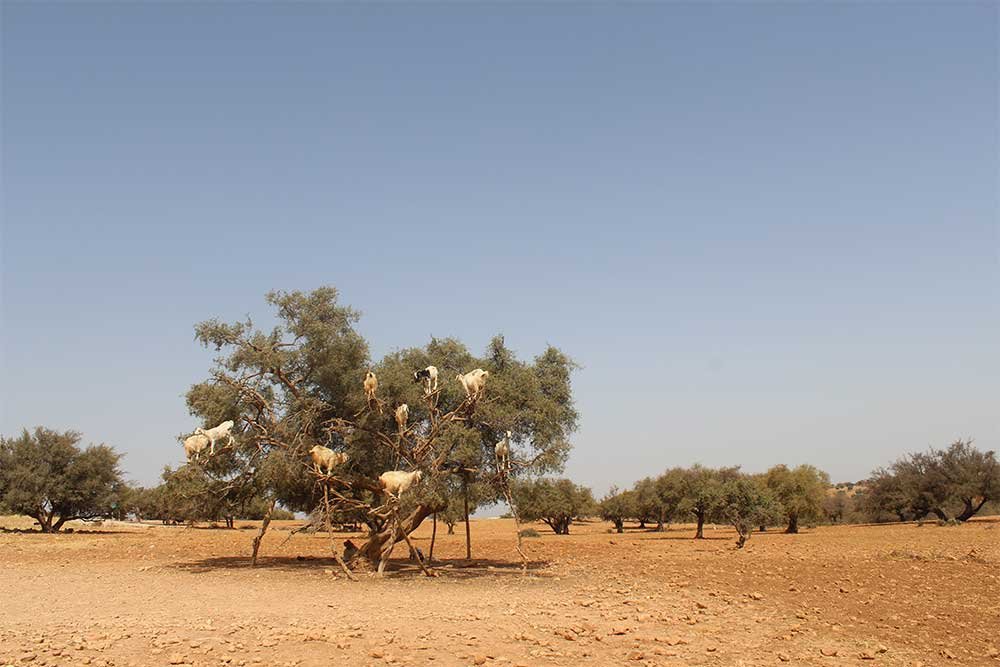 argan tree day trip essaouira from marrakech