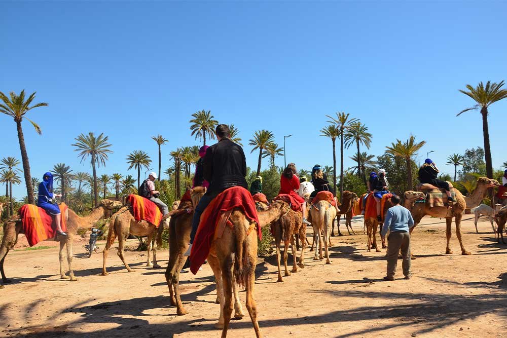 camel ride marrakech