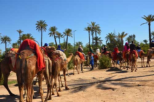 Camel Ride Adventure with Group